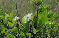 Beach plum